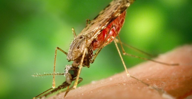 Tanda tanda demam malaria