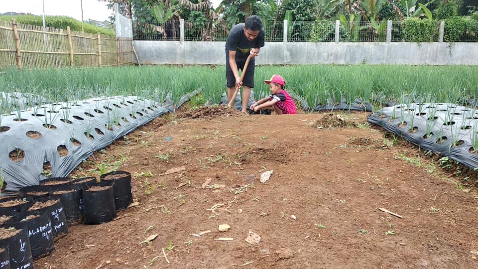 Petani Bawang Merah Menanam Adalah Melawan bagi Petani Muda Sukabumi