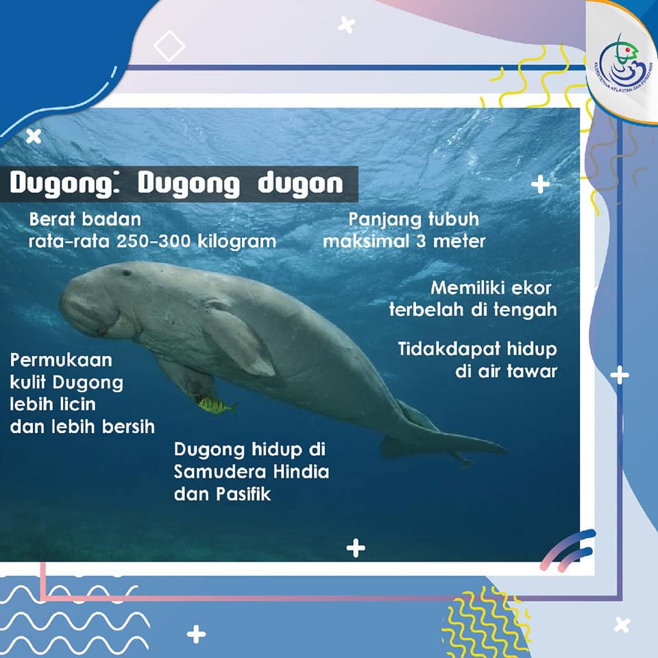 Ikan dugong ikan duyung diburu manusia