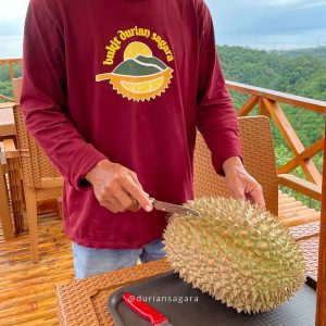 Menikmati Makan Durian Langsung dari Kebun Wisata. Sumber: IG @duriansagara