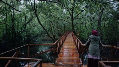 Foto Hutan Mangrove Cikadal Kecamatan Ciemas. Foto Nsf N Sifa